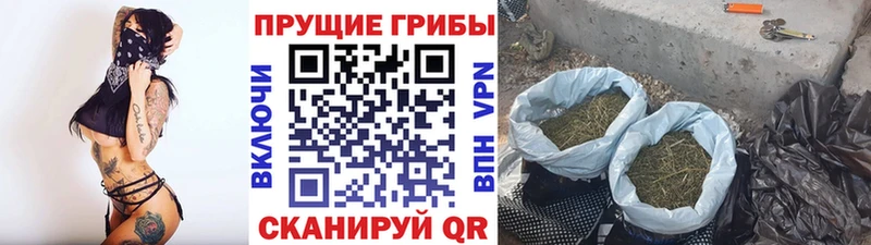 Купить  Стародуб  Псилоцибиновые грибы ЛСД 